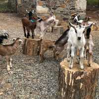 <p>Baby Goats at Georges Mill Farm</p>