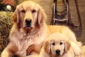 Rescued Golden Retrievers From Turkey Find Homes In Pleasantville
