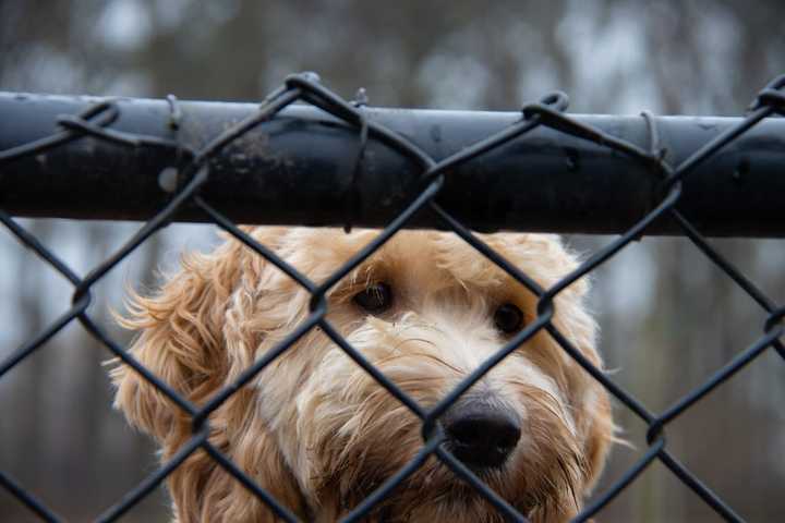 Maryland Shelter Considering Euthanasia Again As Shelter Becomes Overwhelmed