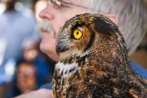 'Hawks Over The Hudson' Returns To Alpine