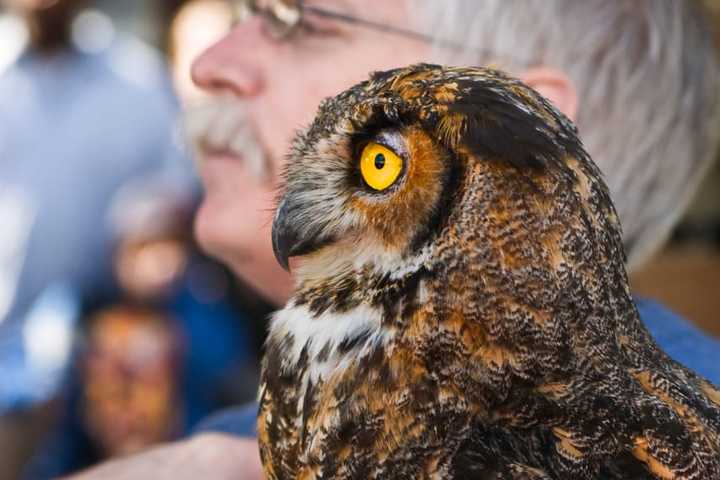 'Hawks Over The Hudson' Returns To Alpine
