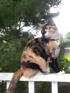 South Salem Family's Calico Cat Goes Missing