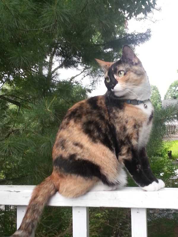 South Salem Family's Calico Cat Goes Missing