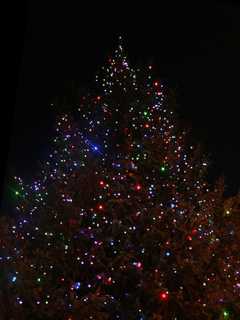 Greenwich Gears Up For Annual Tree Lighting And Festivities
