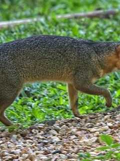 Fox That Attacked Stamford Woman Tests Positive For Rabies