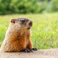 Rabid Groundhog Found In Maryland, Officials Warn People, Pets May Have Been Exposed