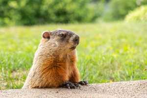 Third Groundhog Tests Positive For Rabies Within Same Quarter-Mile Area In Frederick County