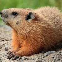 Hear A Story, Make A Craft At Rochelle Park Library Groundhog Day Event