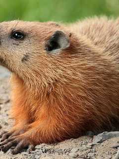 White Plains: Will Punxsutawney Phil See His Shadow on Groundhog Day?