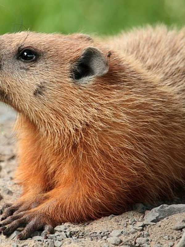 White Plains: Will Punxsutawney Phil See His Shadow on Groundhog Day?