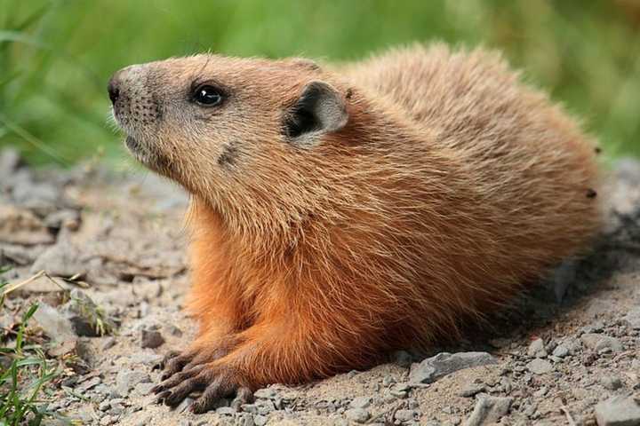 Spring&#x27;s early or late arrival may or may not hinge on what the groundhog does Feb. 2.