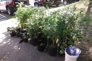 'Elaborate' Cannabis-Growing Operation Discovered In Stony Point Home