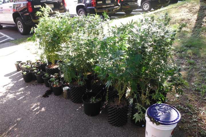 'Elaborate' Cannabis-Growing Operation Discovered In Stony Point Home
