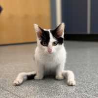(Update) Kitten With Rare Condition — Even Rarer Disposition — Looks For Home In Mass