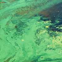 Harmful Algae Bloom In Two Stratford Ponds Sparks Warning From Officials
