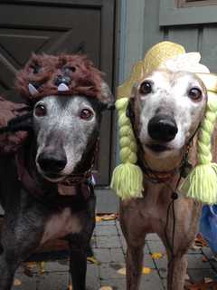 Ossining Residents Outfit Their Dogs For Halloween 