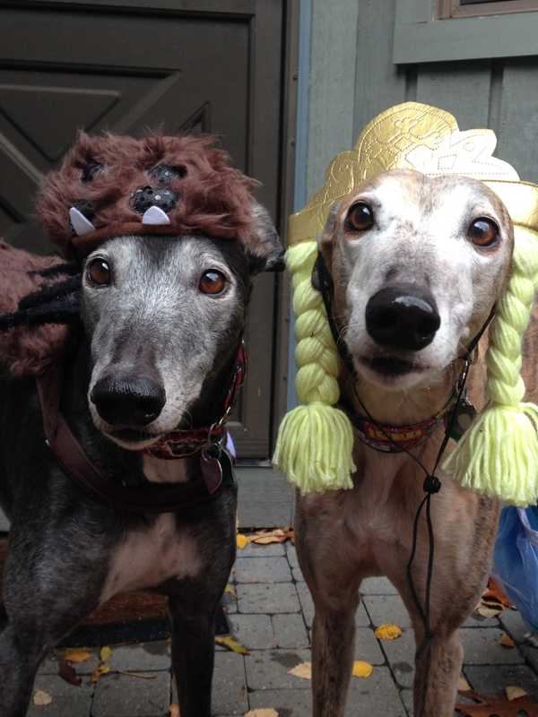 Ossining Residents Outfit Their Dogs For Halloween 