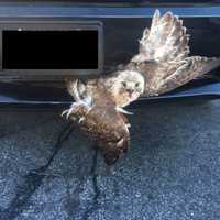 <p>Nassau County police officers saved a red-tailed hawk stuck in the grill of a truck.</p>