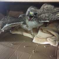 <p>The red-tailed hawk after it was saved.</p>