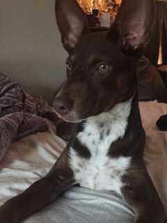 New Year's Brings Tragic End To Lost Yonkers Puppy Featured On TV Show