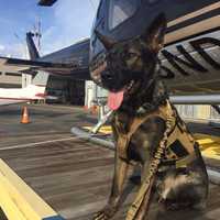 <p>Stratford Police K9 Hex with a helicopter at Sikorsky Memorial Airport</p>