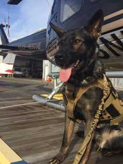 Stratford Police K9 Hex Ready To Join Helicopter Team After Donation