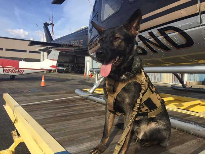 Stratford Police K9 Hex with a helicopter at Sikorsky Memorial Airport