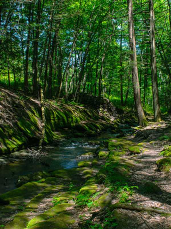 DEEP Awards Urban Forestry Grant To Fairfield For Interpetive Signs