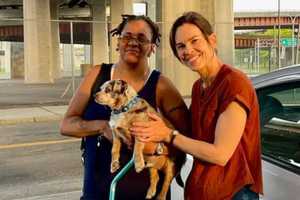 Capital District Woman's Lost Dog Found By Actress Hilary Swank