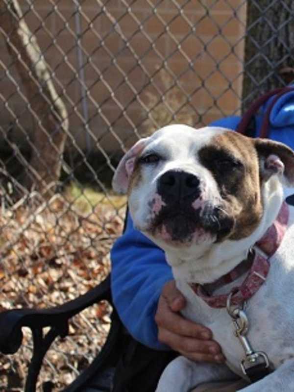 'Black Tails' Gala To Raise Funds For Pomona Animal Shelter
