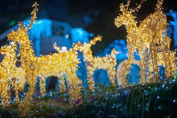 Holiday Lights Spectacular Coming Soon To Turtle Back Zoo