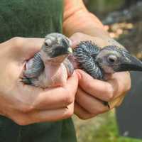 <p>The Maryland Zoo in Baltimore is pleased to announce that two Von der Decken’s Hornbill (Tockus deckeni) chicks hatched in its African Aviary</p>