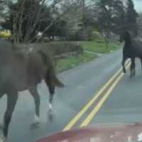Escaped Horses Lead Police In 'Slow Pursuit' In Bucks County