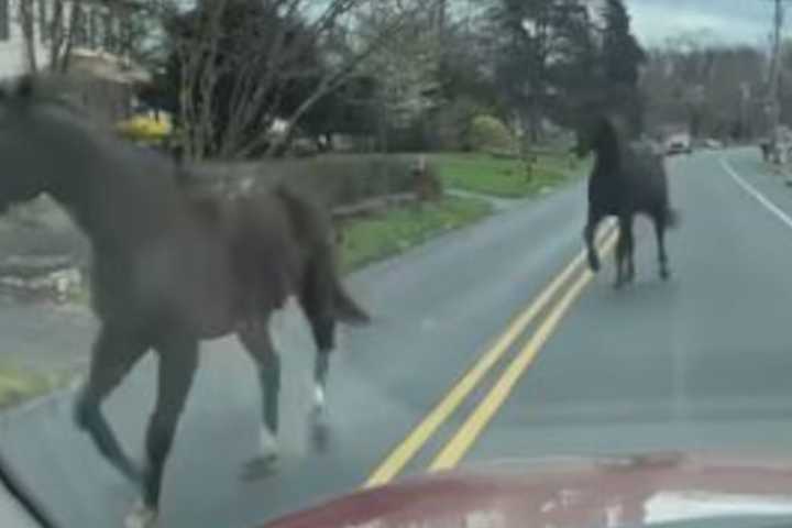 Escaped Horses Lead Police In 'Slow Pursuit' In Bucks County