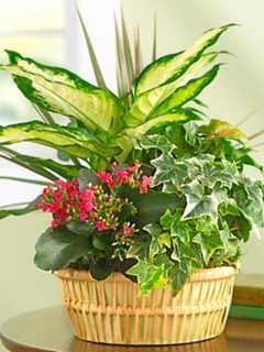 Learn Flower Arranging At Darien Community Association