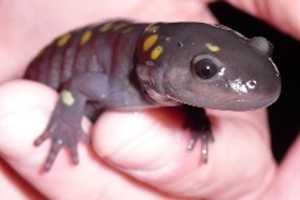Watch Out: Frogs, Salamanders Crossing Hudson Valley Roadways