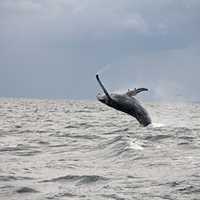 Summer Guests Having A Whale Of A Time In Area Waters