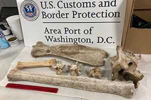 Bones Of Giraffe, Zebra Seized From Traveler's Bag At Dulles Airport After Africa Trip