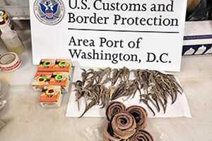 Dead Snakes, Seahorses Seized From Travelers At Washington Dulles Airport