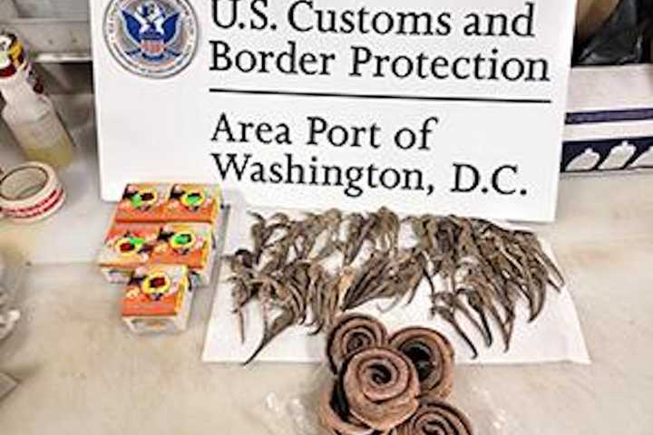 Dead Snakes, Seahorses Seized From Travelers At Washington Dulles Airport