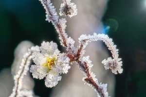 A Freeze Warning? But It's Almost May!