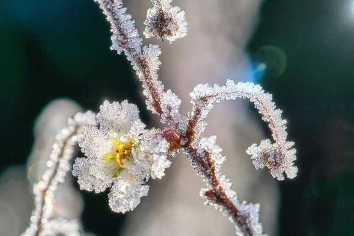 A Freeze Warning? But It's Almost May!