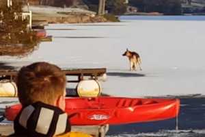 Dog Rescue Tops Last Week's News In Passaic County