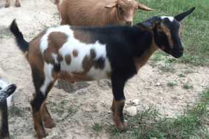 Brewster's Tilly Foster Farm Adds Two New Additions