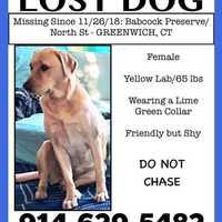 Seen Her? Beloved Dog Reese Goes Missing In Greenwich