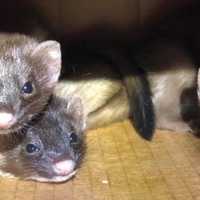 <p>The three weasels from in the walls of a Greenwich home.</p>