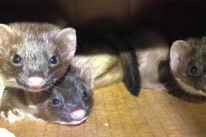 Pop Go The Weasels: Trio Removed From Wall In Greenwich