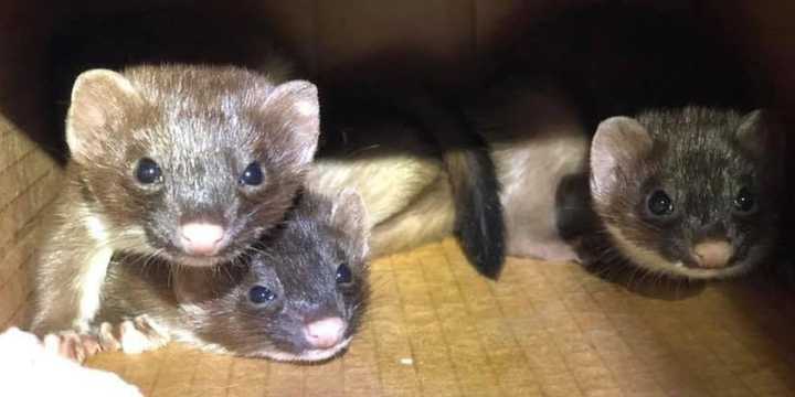 The three weasels from in the walls of a Greenwich home.