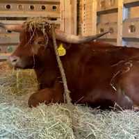 Ricardo The NJ Transit Bull Returning Home Following Six-Week Hospital Stay