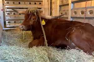 Ricardo The NJ Transit Bull On The Mend After Battling Deadly Infection